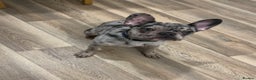 French Bulldog dogs for sale: Merle French bulldog  - Advert 7