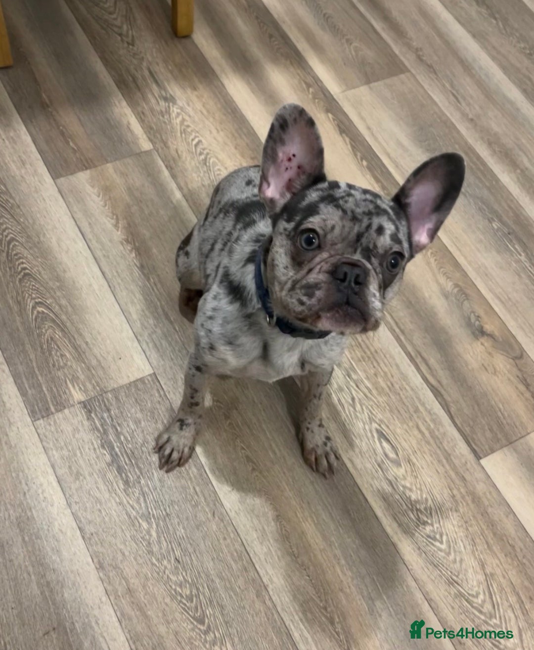 French Bulldog dogs for sale: Merle French bulldog  - Image 7