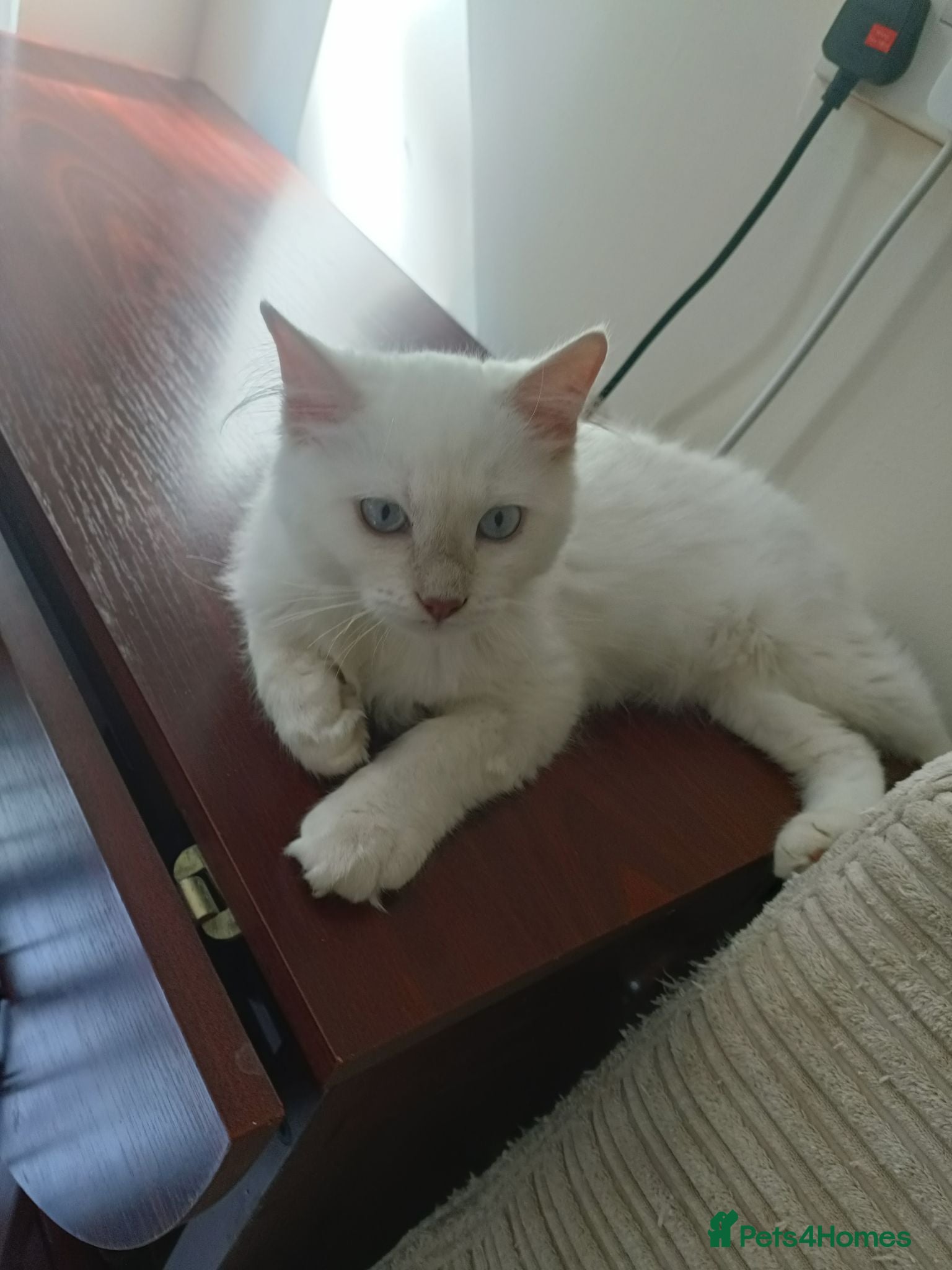 Ragdoll cats Ready now Rare active fawn point boy - Advert 2