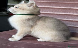 British Shorthair cats for sale: Stunning BSH golden/silver Kittens TICA - Advert 30