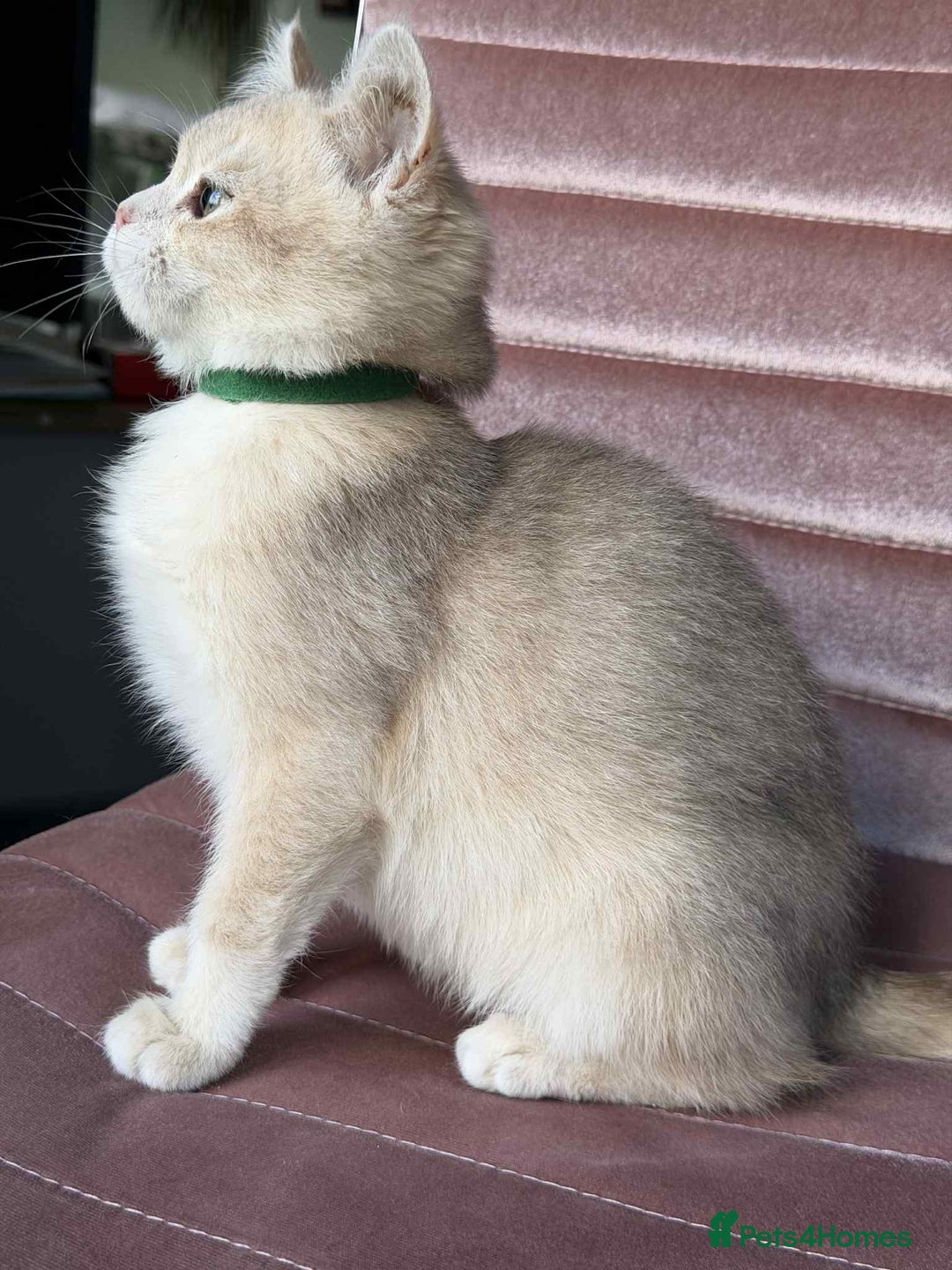 British Shorthair cats for sale: Stunning BSH golden/silver Kittens TICA - Advert 30