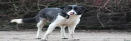 Border Collie dogs for sale: Border Collie Puppies for sale - Advert 6