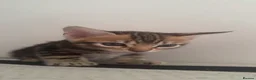 Bengal cats for sale: Bengal kittens - Advert 9