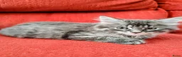 Mixed Breed cats for sale: Stunning Fluffy Kittens  - Advert 25