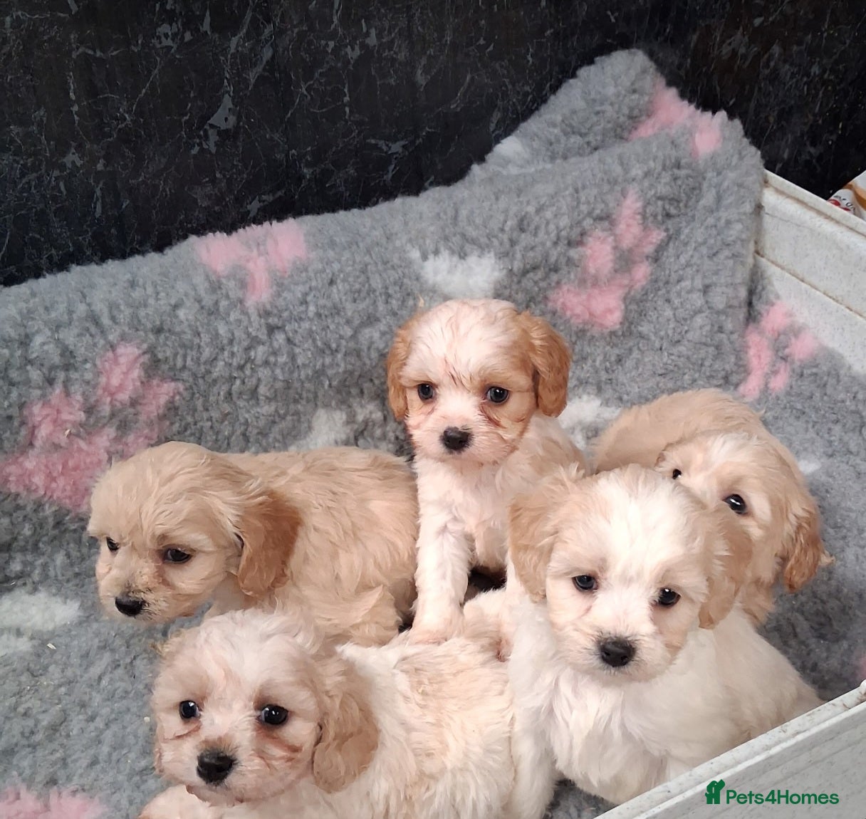 Cavapoo dogs Beautiful Cavapoo Puppies For Sale - Advert 12