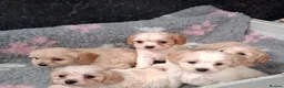 Cavapoo dogs for sale: Beautiful Cavapoo Puppies For Sale in Neath - Advert 1