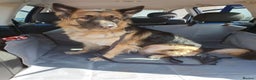 German Shepherd dogs for sale: Astra - Advert 1