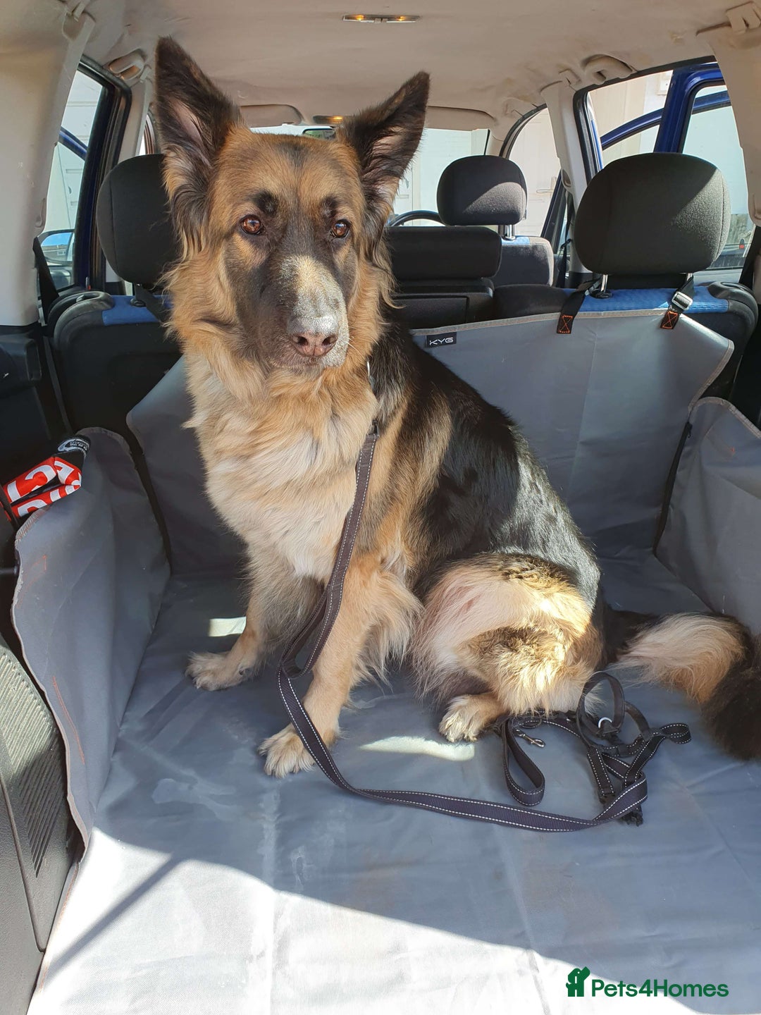 German Shepherd dogs for sale: Astra - Advert 1