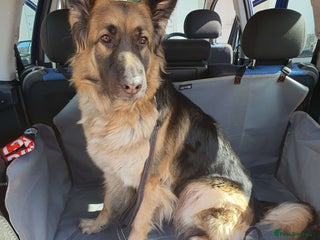 German Shepherd dogs Astra - Advert 1