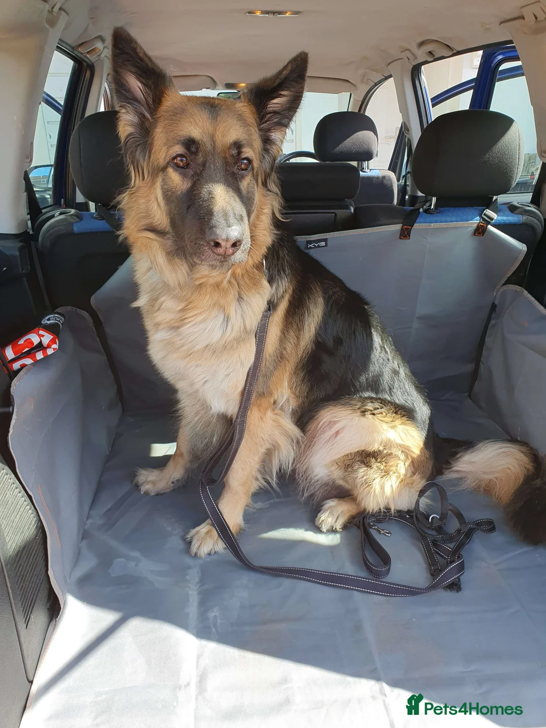 German Shepherd dogs for sale: Astra - Advert 1