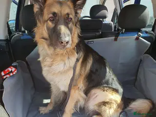 German Shepherd dogs Astra - Advert 16