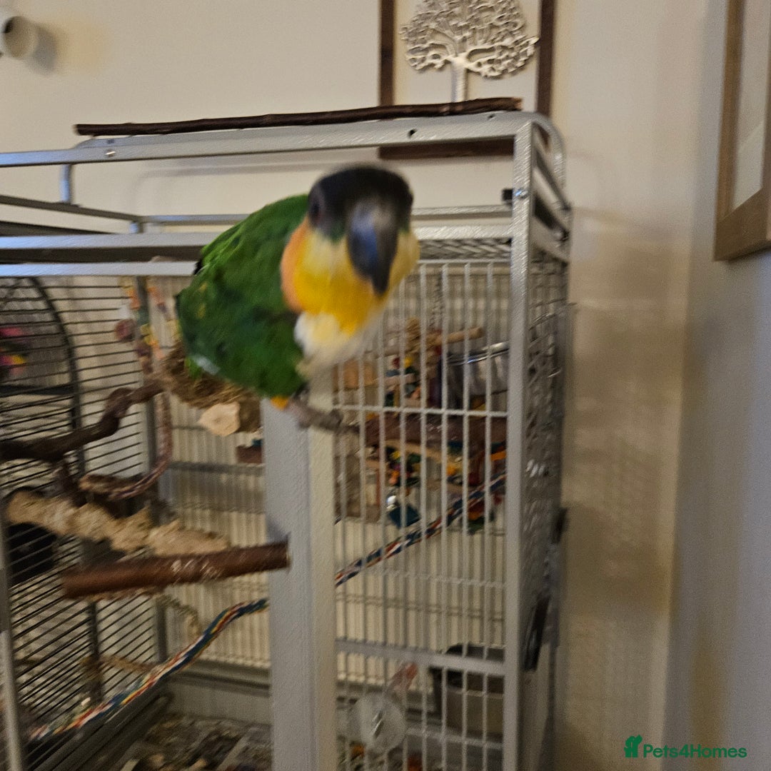 Parrots birds for sale: Caique black headed hand reared - Image 5