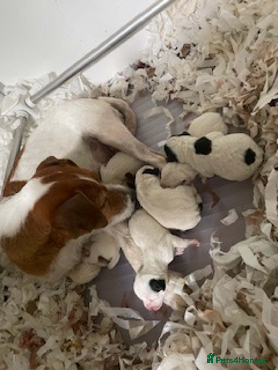 Parson Russell dogs for sale: Pedigree Parson Russell Terriers Puppies. - Image 9