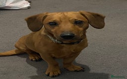 Mixed Breed dogs for sale: Unfortunately selling bugzy - Image 2