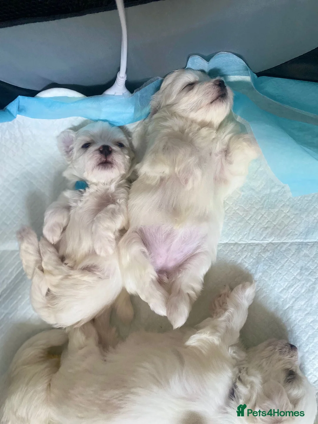 Maltese dogs for sale: Maltese babies - Advert 24