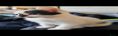 Mixed Breed 2