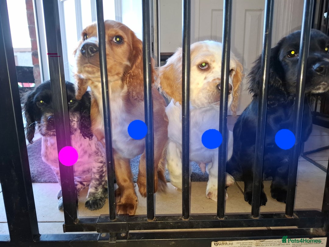 Sprocker dogs for sale: Sprocker Puppies Ready Now - Advert 8