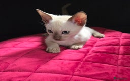 Siamese cats for sale: Tica Registered, boost EU & World champion lineage - Image 10