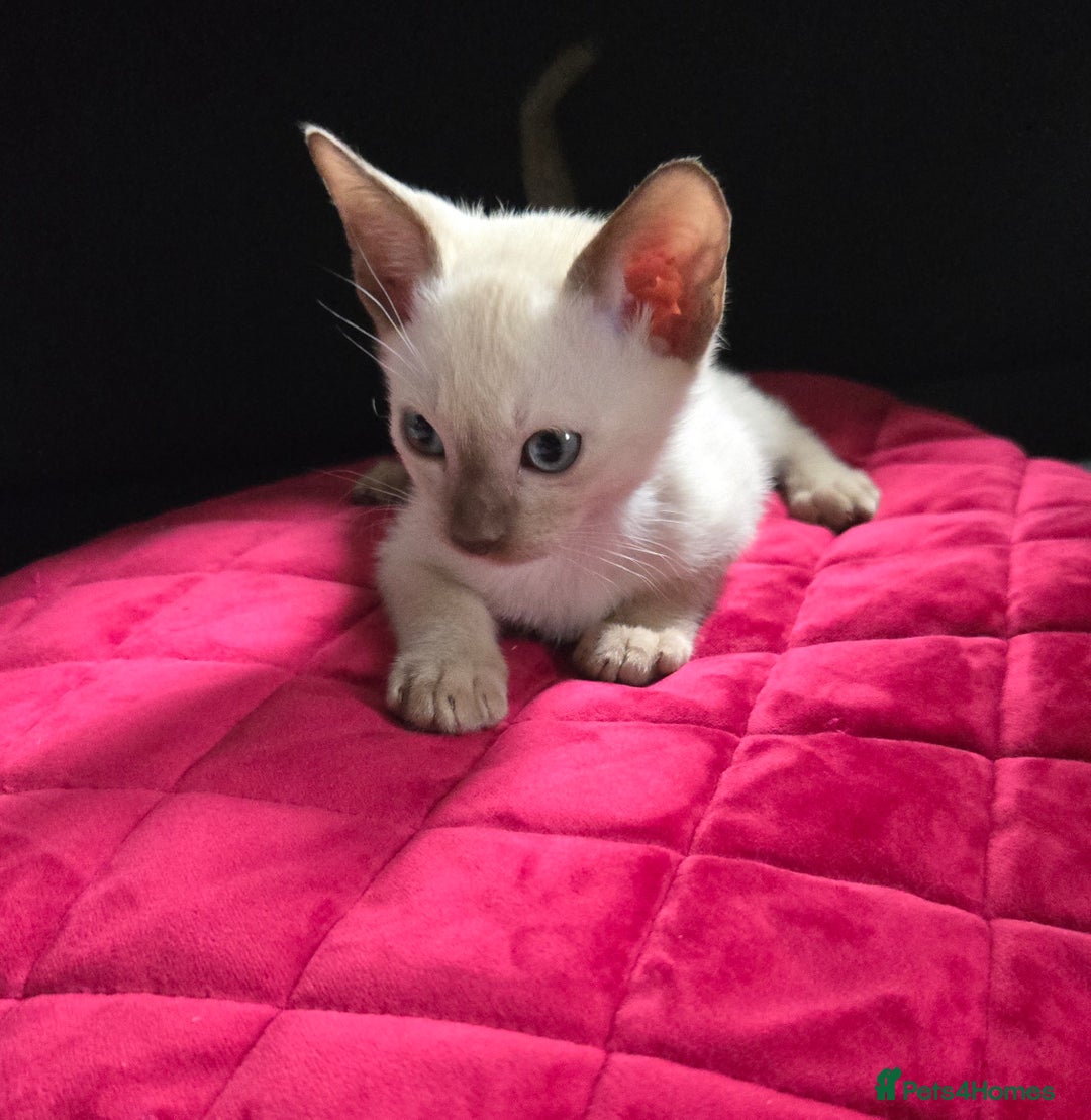 Siamese cats for sale: Tica Registered, boost EU & World champion lineage - Image 10