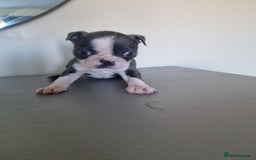 Boston Terrier dogs for sale: Last remaining Blue Boston girl - Image 28