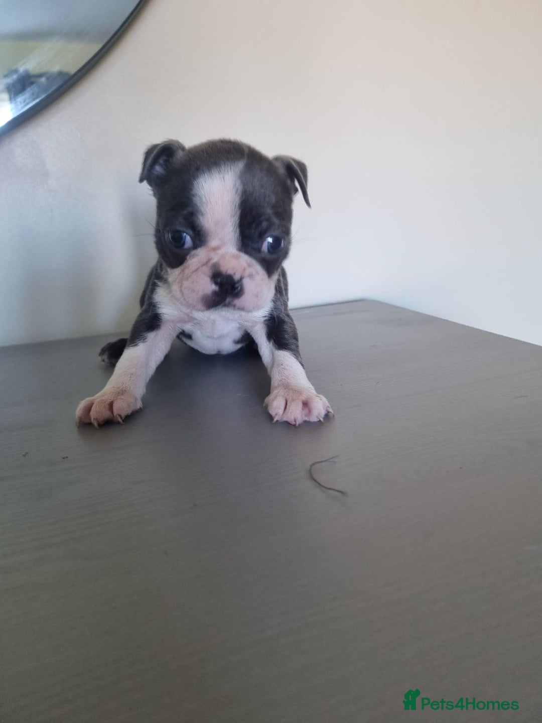 Boston Terrier dogs for sale: Last remaining Blue Boston girl - Image 28