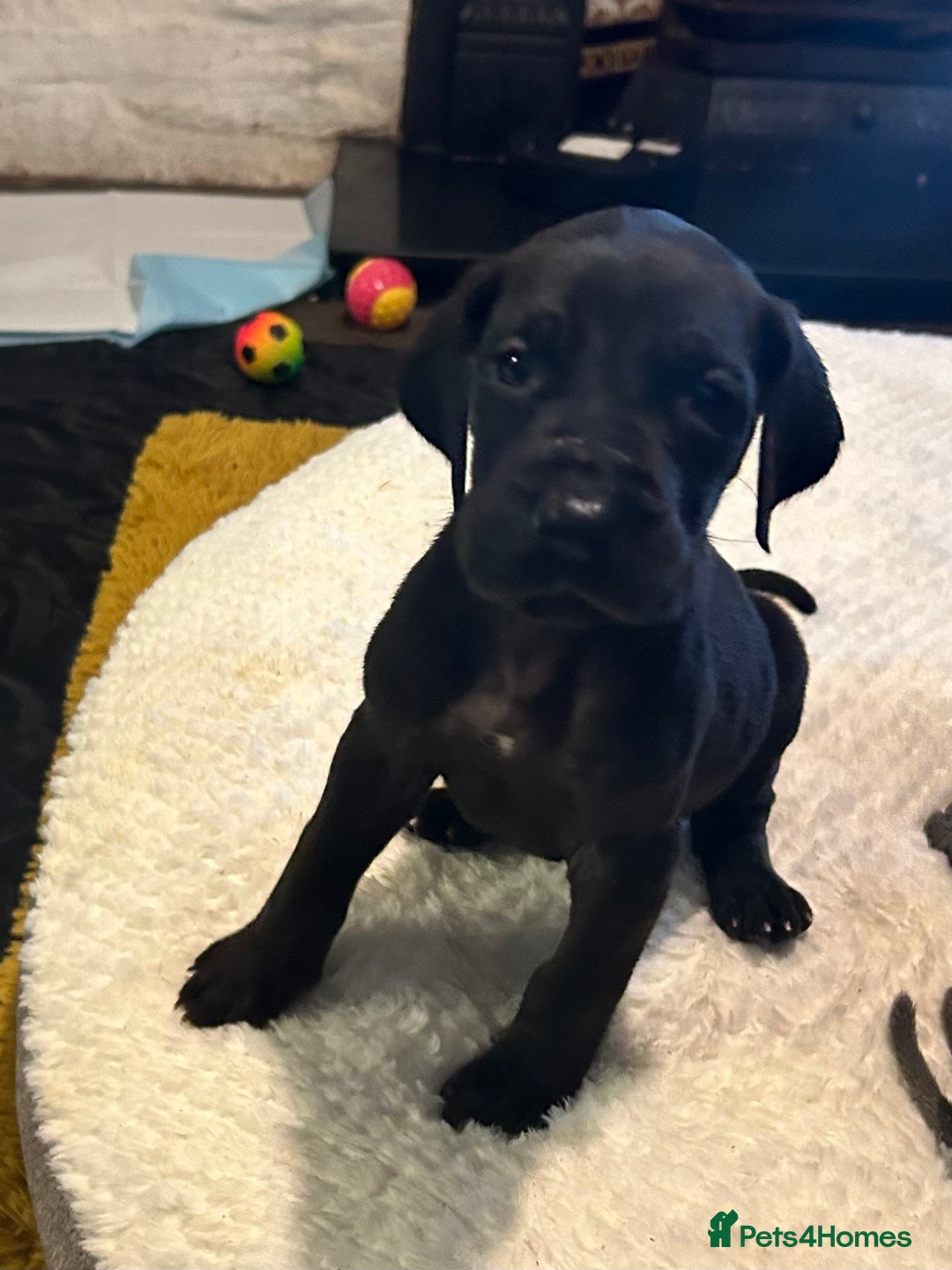Great Dane dogs for sale: Stunning Great Dane Puppies  - Advert 10