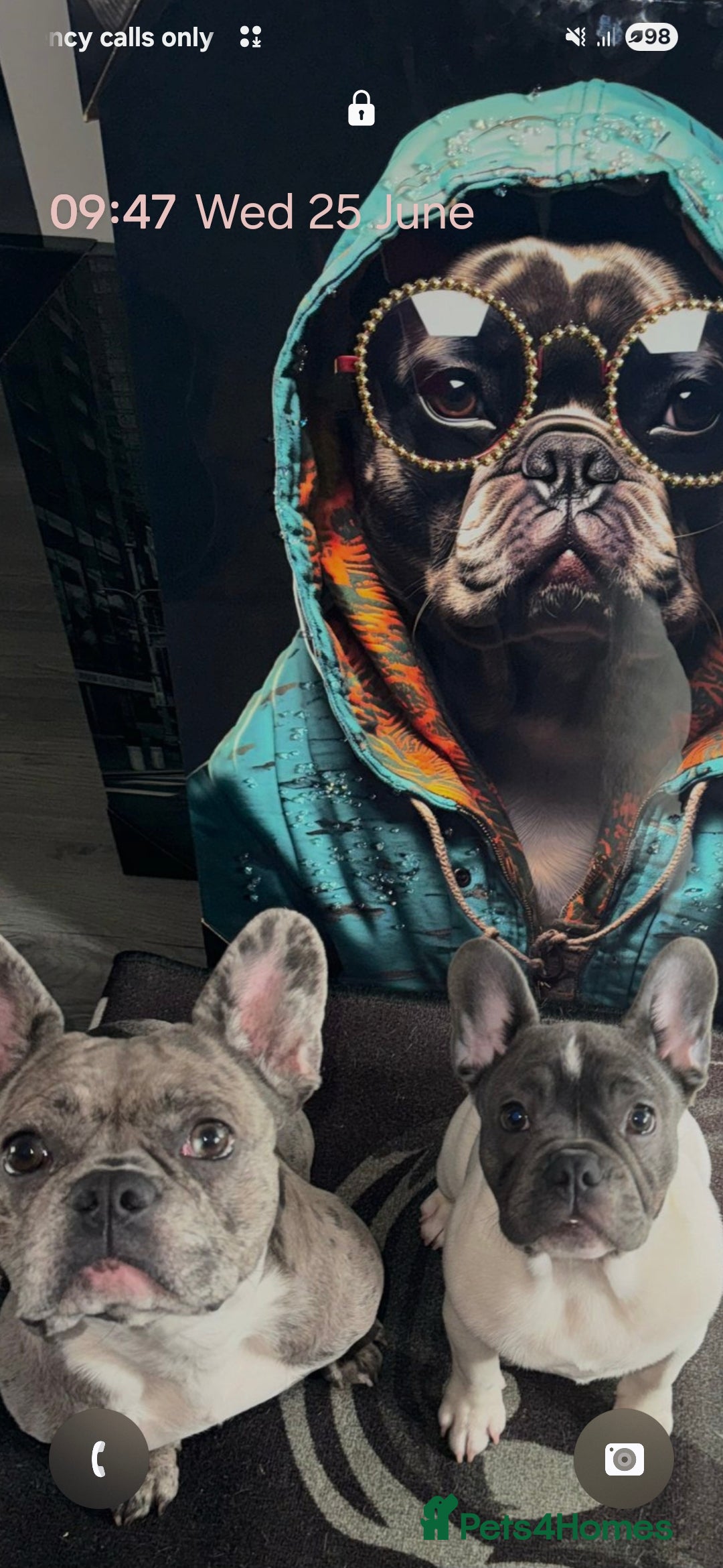 French Bulldog dogs for sale: Last 4 French bulldogs reduced  - Advert 10