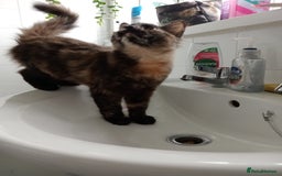 Mixed Breed cats for stud: 🏠Mother&Daughter Bonded🎀  - Image 3