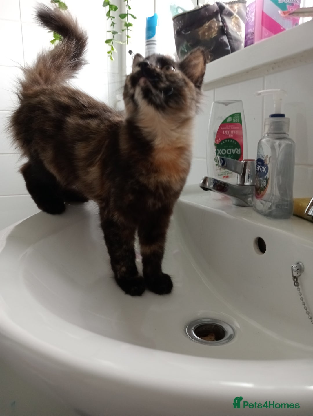 Mixed Breed cats for stud: 🏠Mother&Daughter Bonded🎀  - Image 3