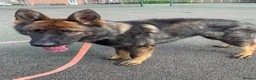 German Shepherd dogs for sale: Rocky - 1 Year Old Male German Shepherd - Advert 3
