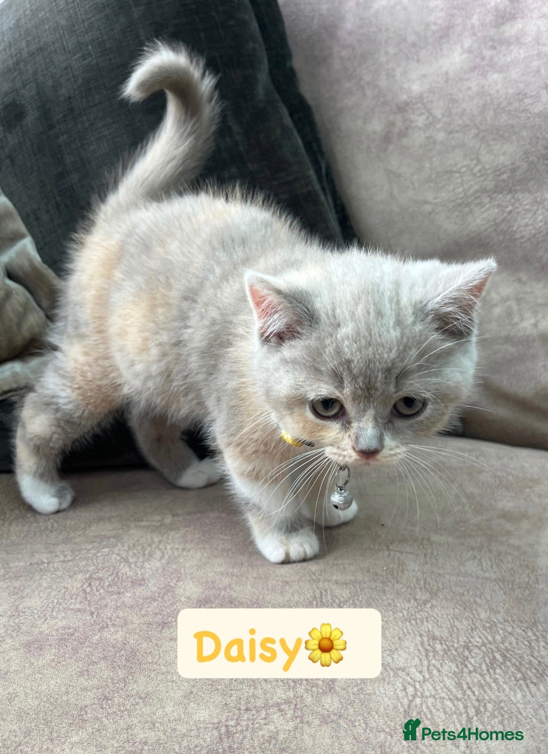 British Shorthair cats Incredible Rare Tortie British Shorthair GCCF £800 - Advert 2
