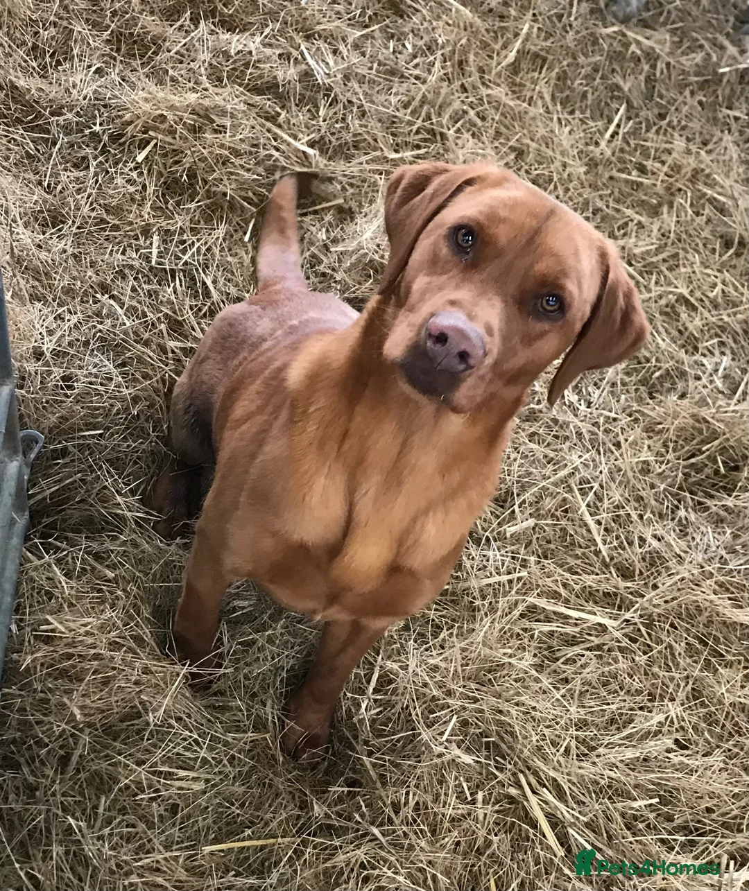 Labrador Retriever dogs for sale: Gorgeous KC Registered Labrador Puppies  - Advert 6