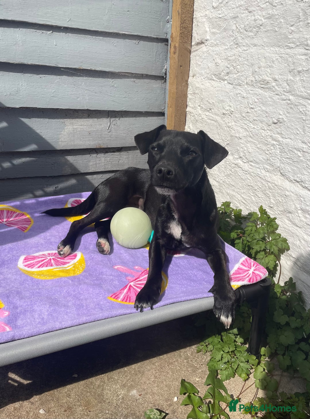 Mixed Breed dogs for sale: Jack Russell X Mixed Breed ‘Jet’ - Image 8