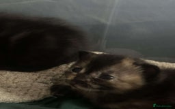 Mixed Breed cats for sale: Kittens  - Image 4