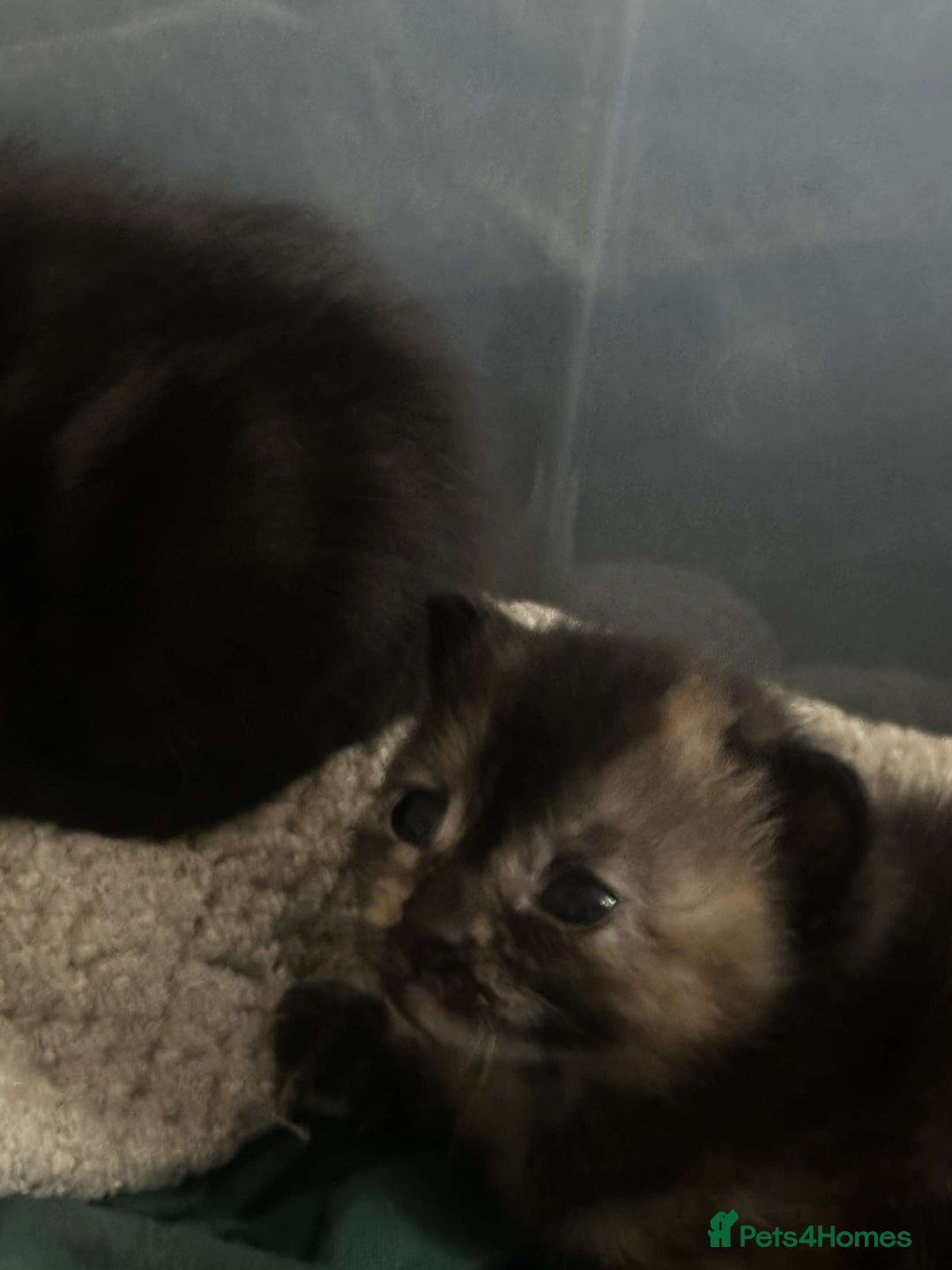 Mixed Breed cats for sale: Kittens  - Image 4