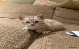 Ragdoll cats for sale: Adorable Ragdoll X Snow Bengal Kittens - Advert 29