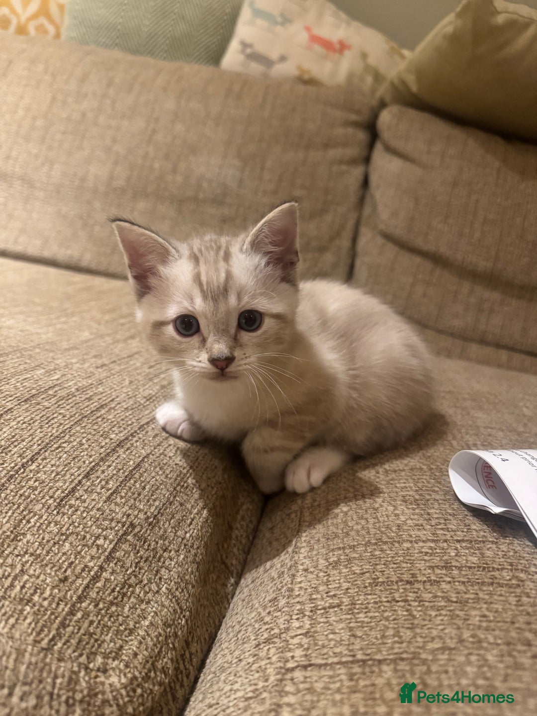 Ragdoll cats for sale: Adorable Ragdoll X Snow Bengal Kittens - Advert 29