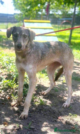 🐾 GRACE - an elegant lady with a gentle heart 🐾