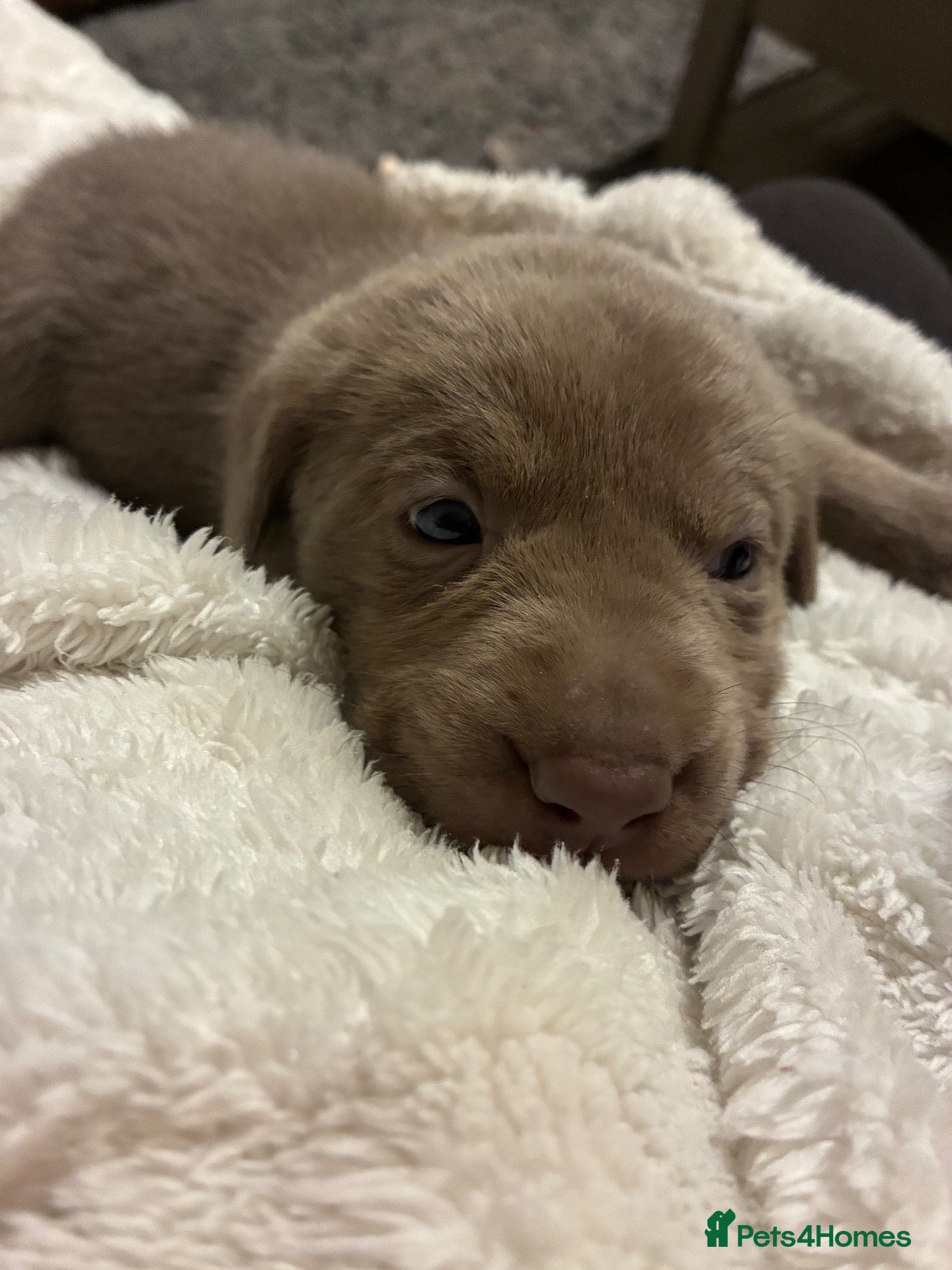 Labrador Retriever dogs for sale: Dna clear kc silver labrador pups  - Advert 3