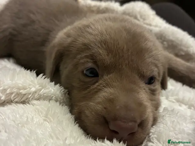 Labrador Retriever dogs for sale: Dna clear kc silver labrador pups - Advert 3