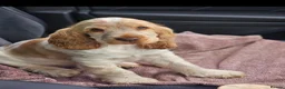 Cocker Spaniel dogs for sale: KC REG SHOW COCKER SPANIELS - Advert 6