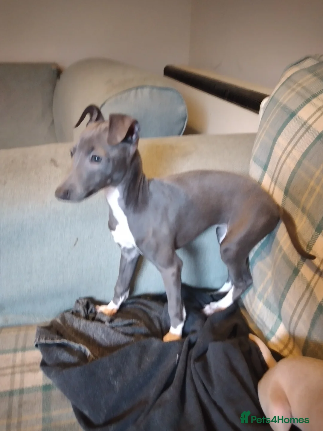 Italian Greyhound dogs for sale: Beautiful KC registered Italian puppies - Advert 2
