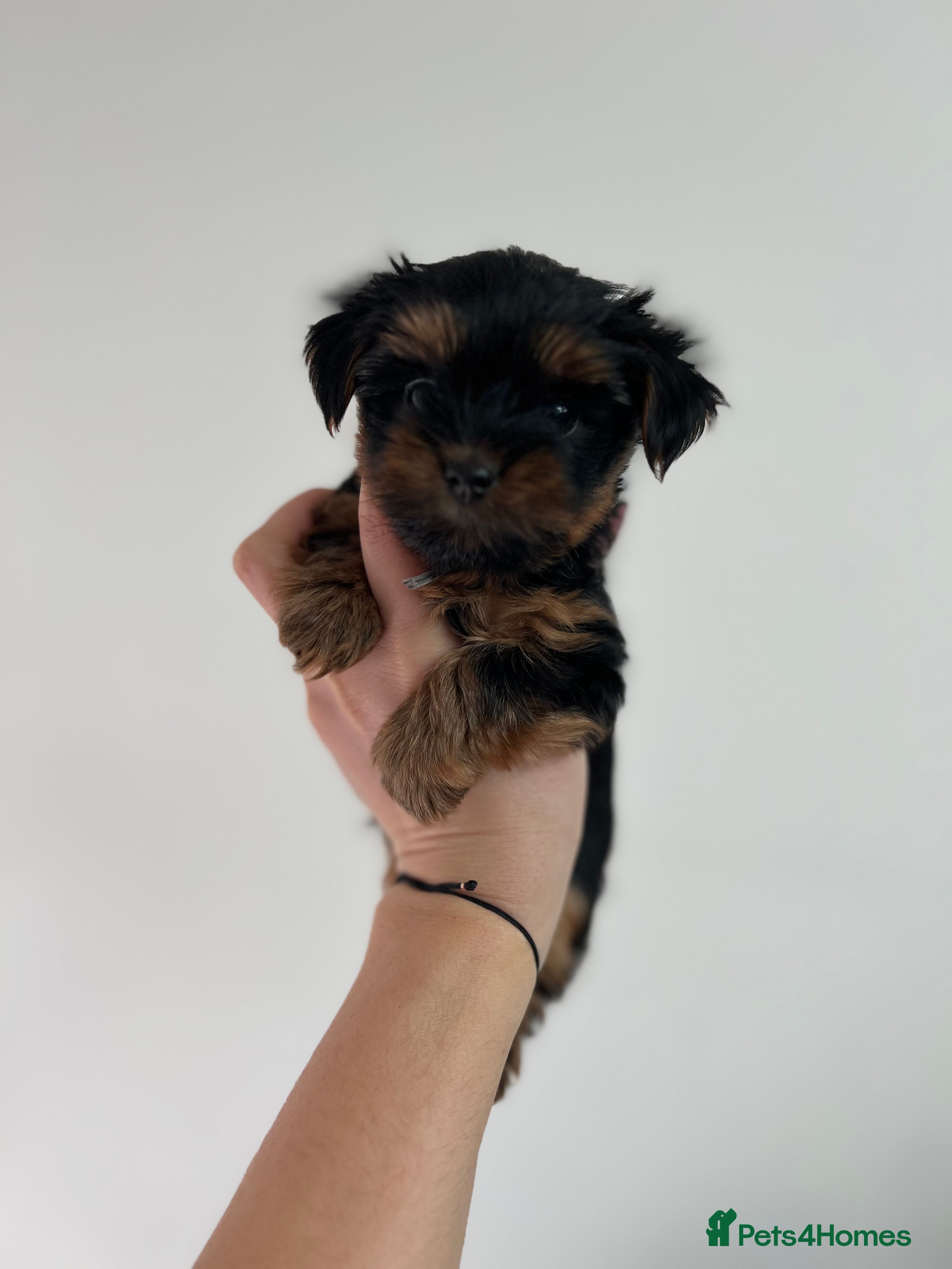Yorkshire Terrier dogs LAST BOY!!Exceptional Pure Yorkshire Terrier Boys  - Advert 1