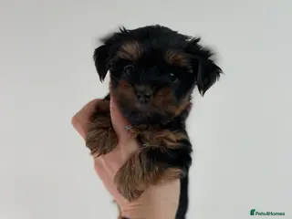 Yorkshire Terrier dogs LAST BOY!!Exceptional Pure Yorkshire Terrier Boys - Advert 10