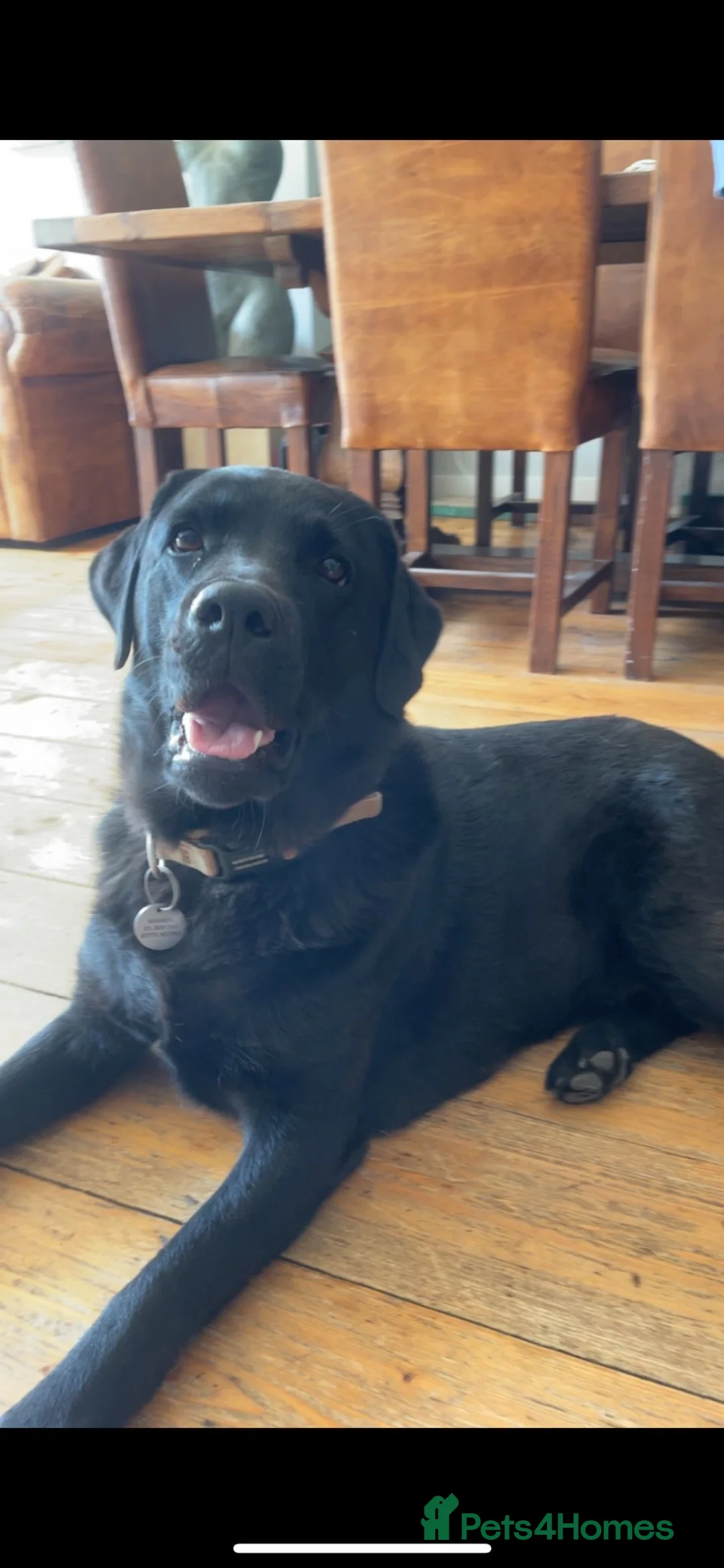 Labrador Retriever dogs for sale: Stunning KC Reg. Labrador Pups Chocolate/Yellow - Advert 7