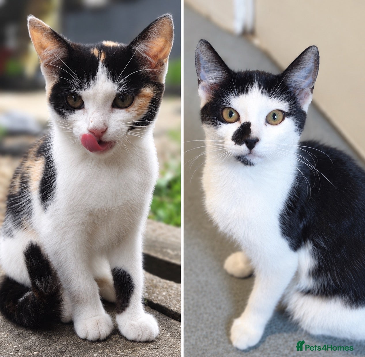 Mixed Breed cats 2 Beautiful Female Kittens For Sale - Advert 1