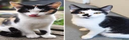 Mixed Breed cats for sale: 2 Beautiful Female Kittens For Sale - Advert 1