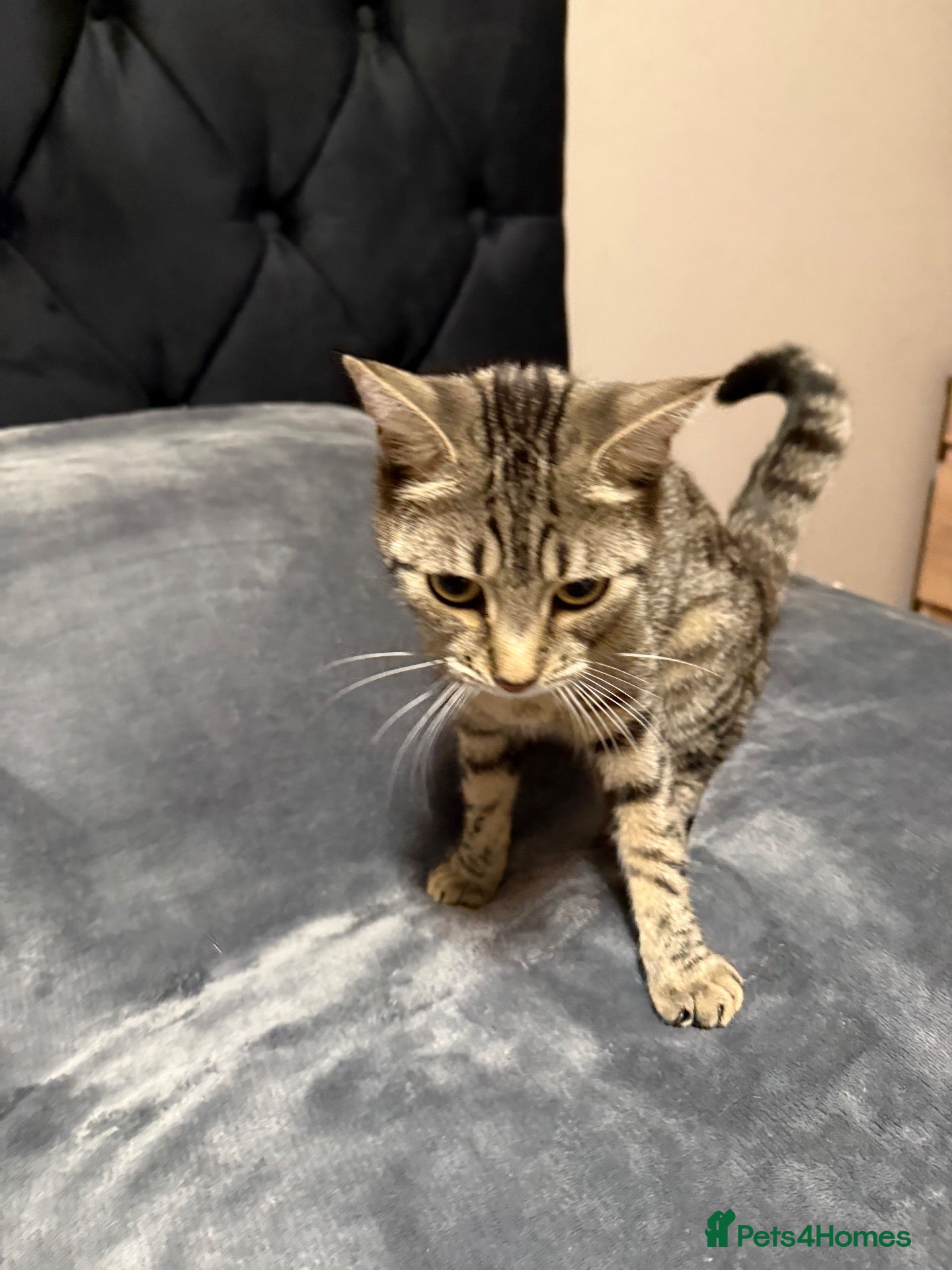 Toyger cats Female Tabby Cat - Advert 3