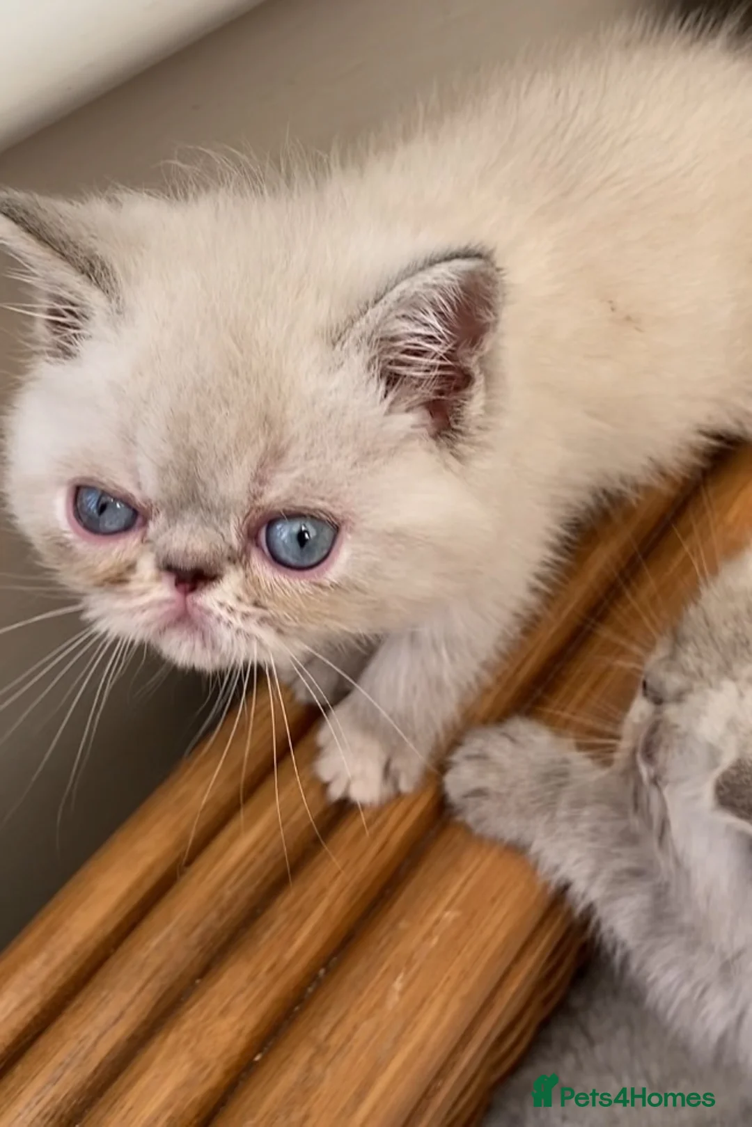Exotic cats for sale: GCCF Registered Colour Point Kittens £950 - Advert 1