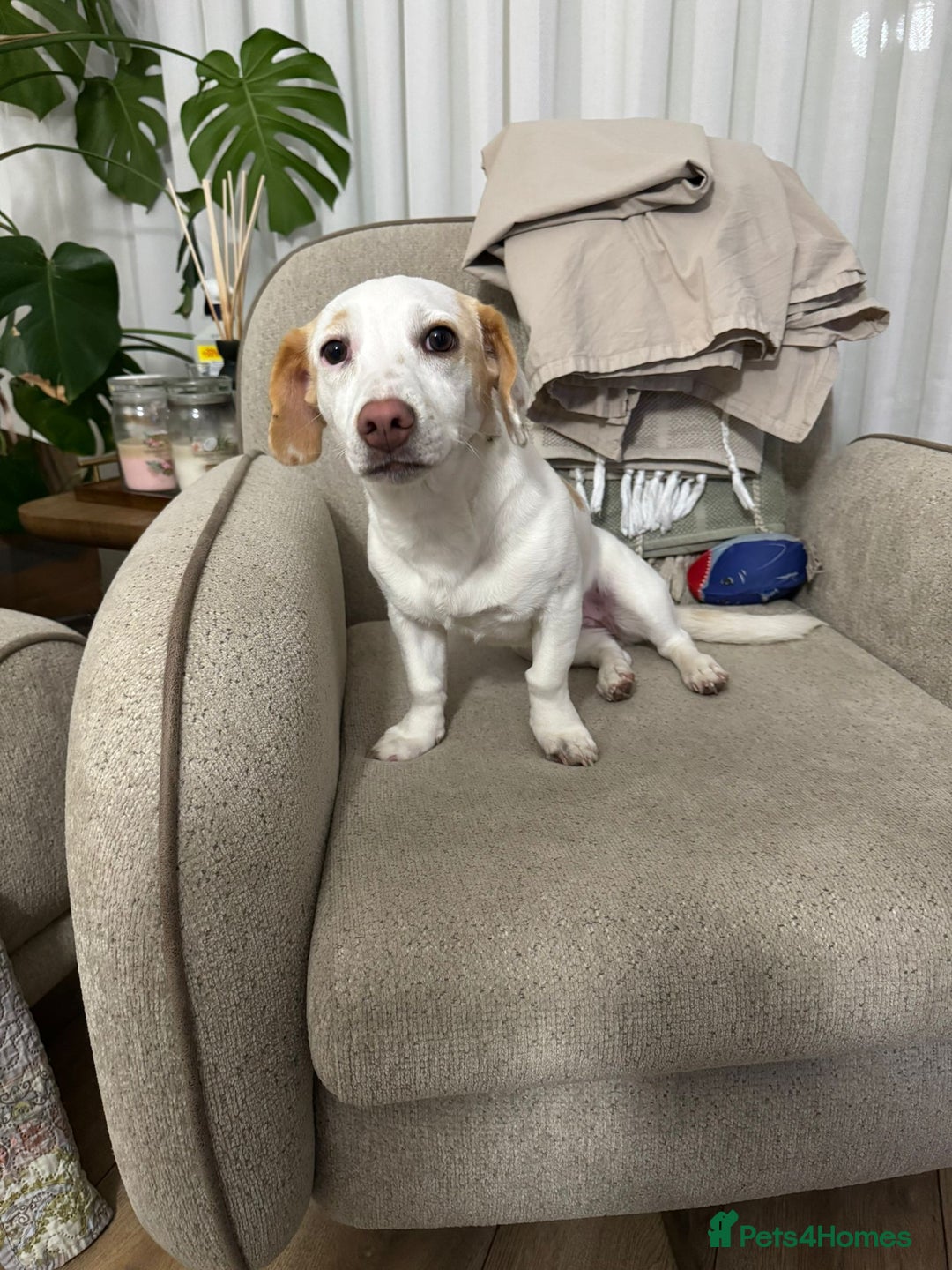 Dachshund dogs for adoption: Meet Betty & Momo — two short-legged siblings! - Advert 8